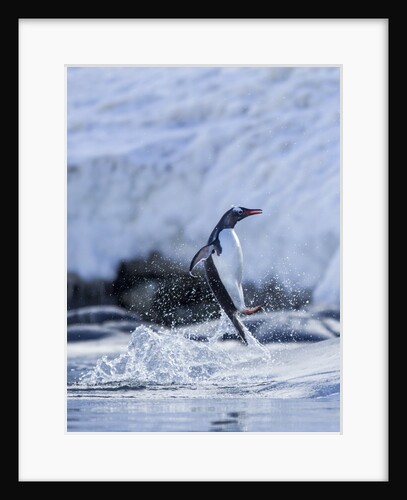 Leaping Gentoo Penguin, Antarctica by Anonymous