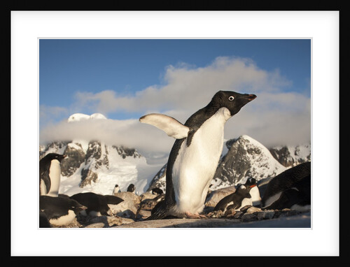 Adelie Penguins, Antarctica by Anonymous