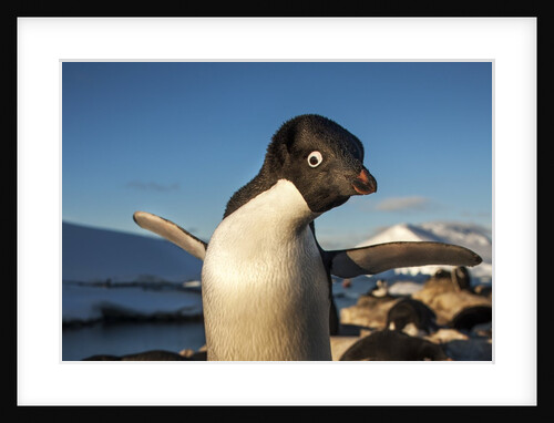Adelie Penguin, Antarctica by Anonymous