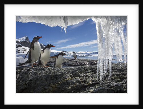Gentoo Penguins and Icicles, Antarctica by Anonymous