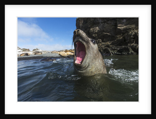 Elephant Seal, Antarctica by Anonymous