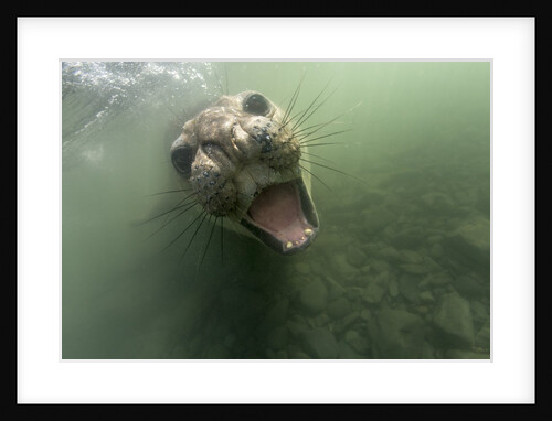 Underwater Elephant Seal, Antarctica by Anonymous