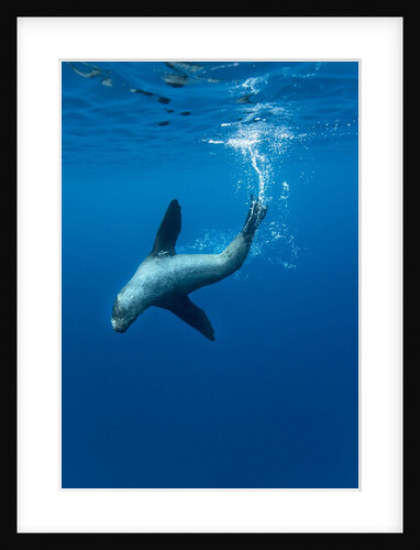 Underwater Sea Lion, Diego Ramirez Island, Chile by Anonymous