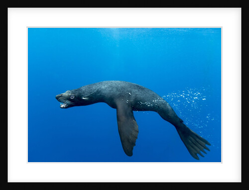 Underwater Sea Lion, Diego Ramirez Island, Chile by Anonymous