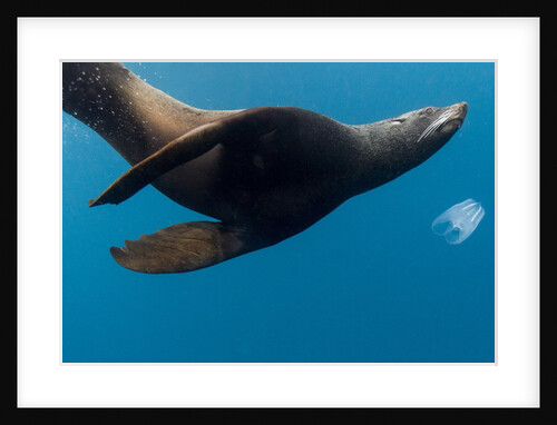 Underwater Sea Lion, Diego Ramirez Island, Chile by Anonymous