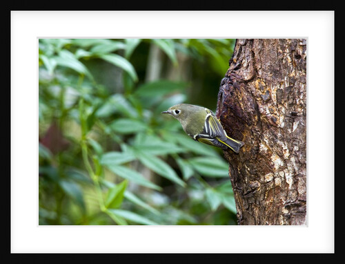Ruby-crowned Kinglet by Anonymous