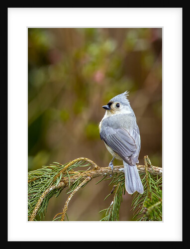 Tufted Titmouse by Anonymous