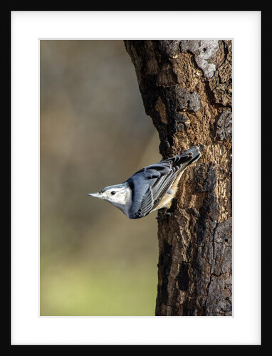 White-breasted Nuthatch by Anonymous