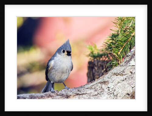 Tufted Titmouse by Anonymous