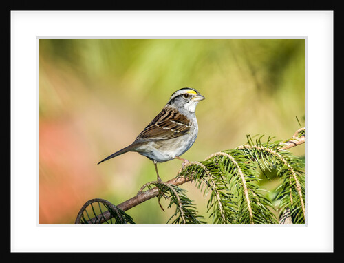 White-throated Sparrow by Anonymous