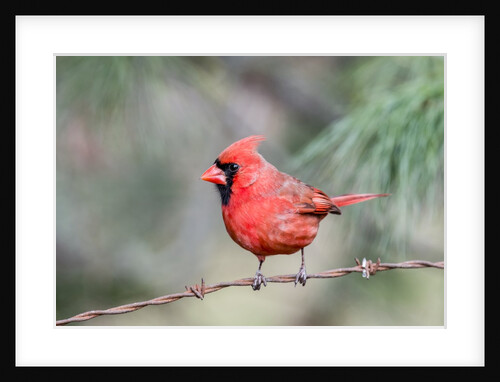 Northern Cardinal by Anonymous