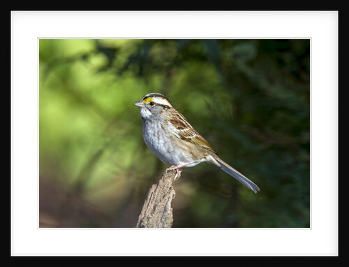 White-throated Sparrow by Anonymous