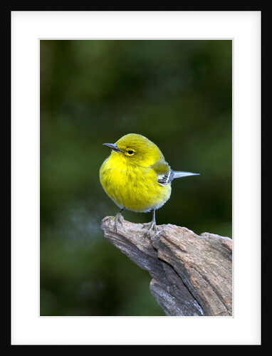 Pine Warbler by Anonymous