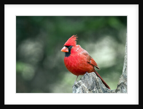 Northern Cardinal by Anonymous