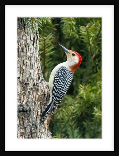 Red-bellied Woodpecker by Anonymous
