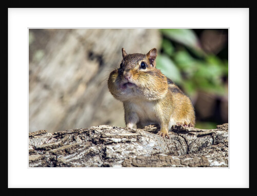 Eastern Chipmunk by Anonymous