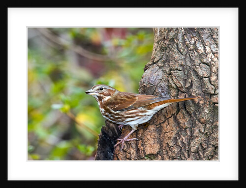 Fox Sparrow by Anonymous