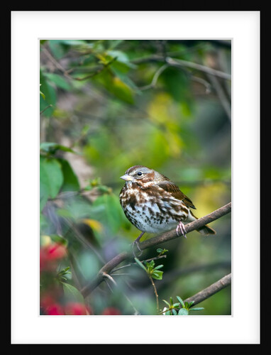 Fox Sparrow by Anonymous