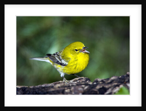 Pine Warbler by Anonymous