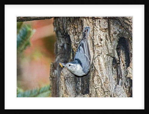 White-breasted Nuthatch by Anonymous