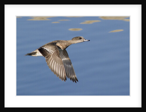 Female American Wigeon Duck in flight by Anonymous