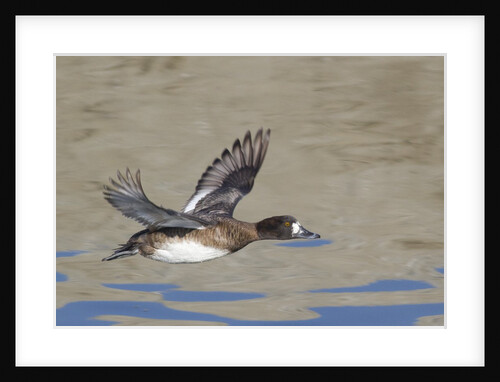 Female Lesser Scaup Duck in flight by Anonymous