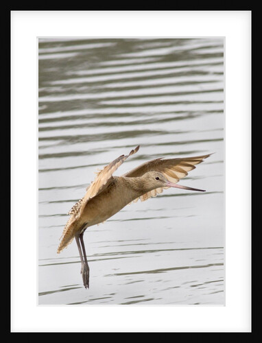 Marbled Godwit landing by Anonymous