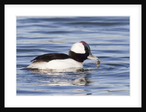 Male Bufflehead Duck eating crab by Anonymous