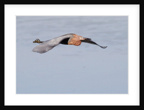 Reddish Egret in flight by Anonymous