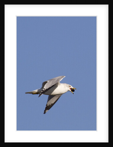 Ring-Billed Gull flying with sea shell by Anonymous
