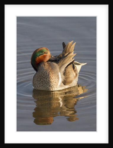 Male Green-Winged Teal Duck grooming by Anonymous
