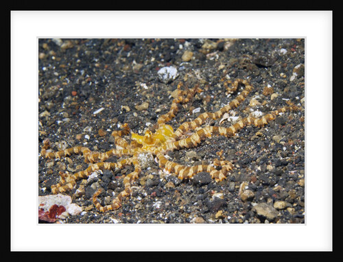 Wunderpus Octopus by Anonymous