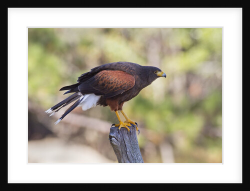 Harris's Hawk by Anonymous