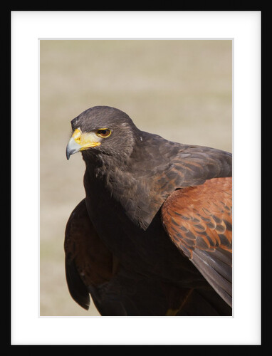 Harris's Hawk closeup by Anonymous