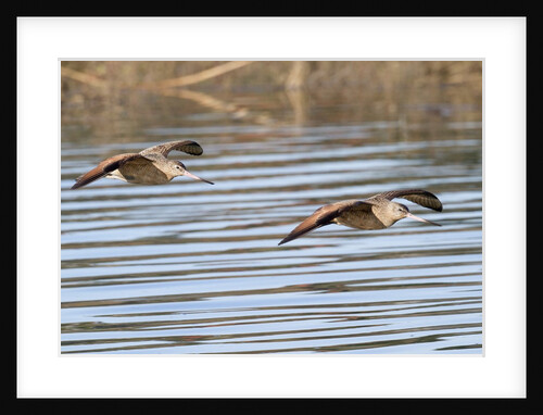 Pair of Marbled Godwits in flight by Anonymous