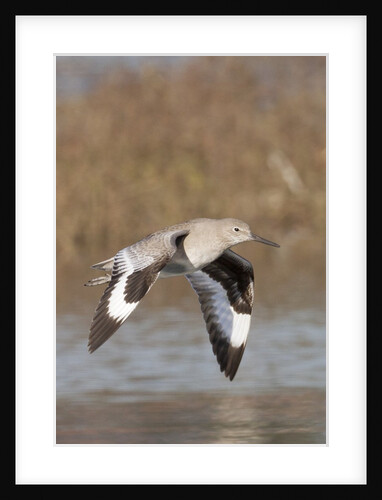Willet in flight by Anonymous