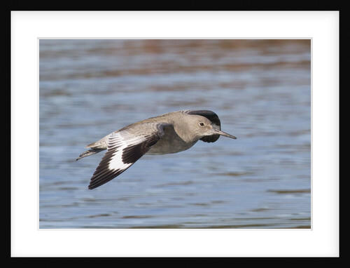 Willet in flight by Anonymous