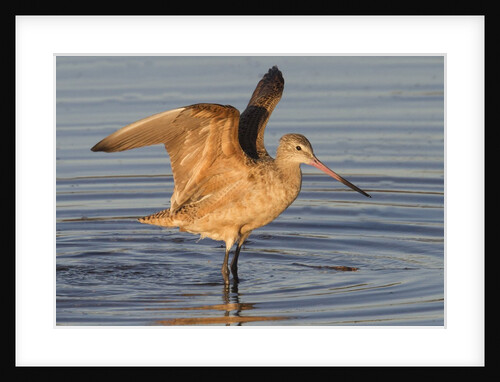 Marbled Godwit with raised wings by Anonymous