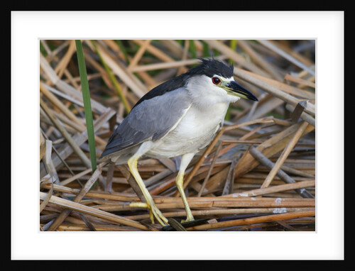 Black-Crowned Night-Heron by Anonymous