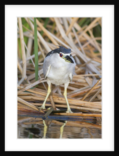 Black-Crowned Night-Heron by Anonymous