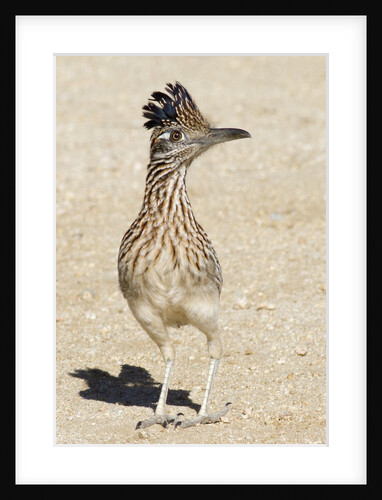 Greater Roadrunner by Anonymous