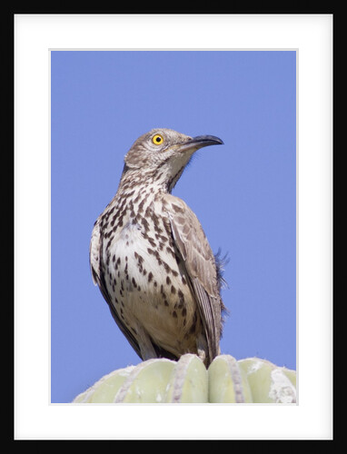 Grey Thrasher by Anonymous