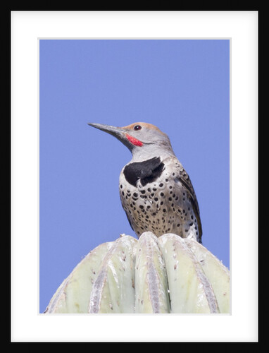 Gilded Flicker by Anonymous