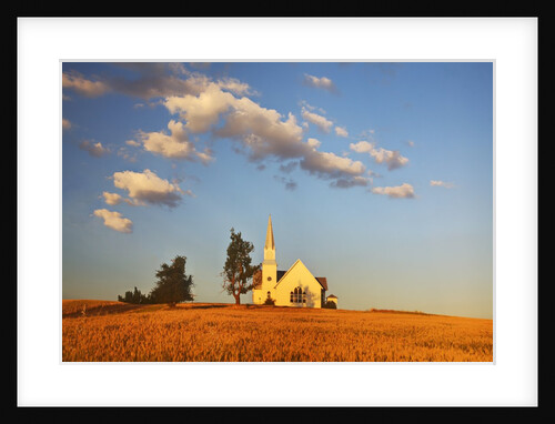 Rocklyn Community Church with Club Wheat at Harvest by Anonymous