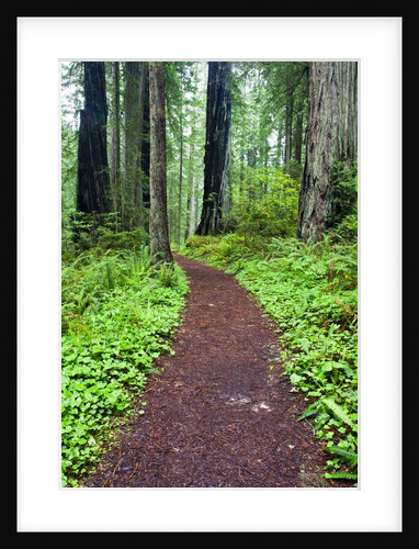 Hiking Trail in the Redwoods by Anonymous