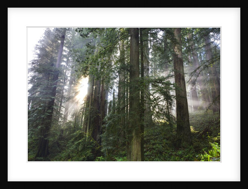 Redwood Trees in Morning Fog with Sunrays by Anonymous