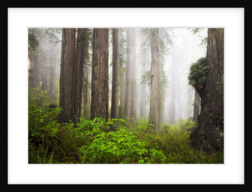 Redwood Trees in Morning Fog with Sunrays by Anonymous