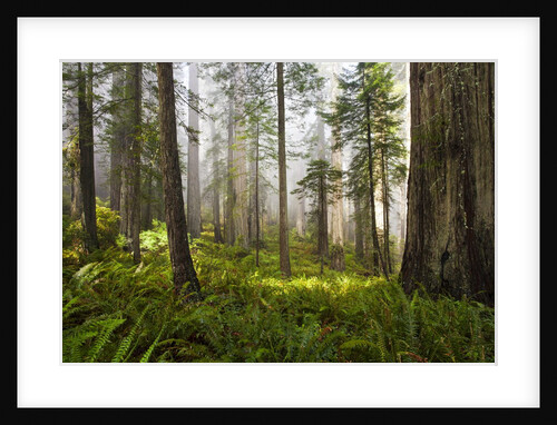 Redwood Trees in Morning Fog with Sunrays by Anonymous