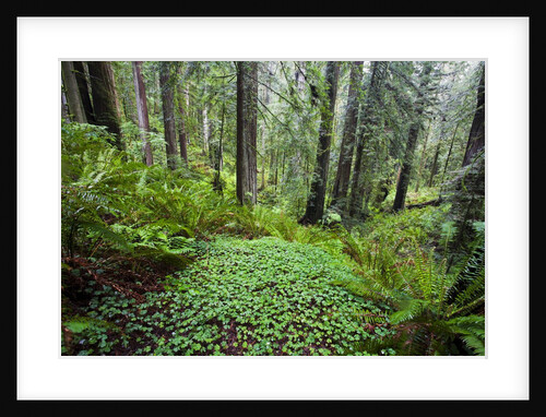 Redwood Trees in Morning Fog with Sunrays by Anonymous