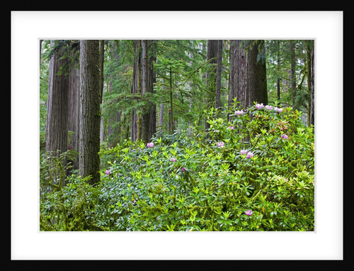 Redwood Trees and Rhododendrons in Forest by Anonymous
